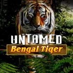  untamed-bengal-tiger